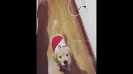 Puppy fails at fetch