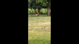 Deer vs fence. Deer:0 Fence:1