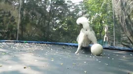 Alaskan Malamute Sojou balls on the trampoline