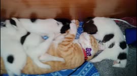 Litter of puppies snuggle with napping cat in heartwarming scene