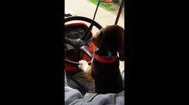 Loyal beagle helps farmer to drive tractor in Thailand