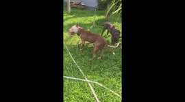 Two Bulldogs Catch Snake Trying To Enter House