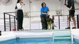 Dogs learning to dive in Thailand