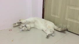 What is inside brain’s cat?