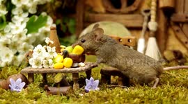 British photographer makes miniature resort for wild mice in his garden