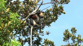 Extremely Rare / Endangered Red Shanked Douc, Most Colorful Monkey