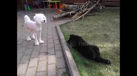 Shepard puppy sneak-attacks a model-dog!