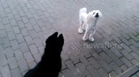 Shepard puppy can't figure out where's the danger