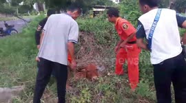 Locals rescue calf who fell into hole while eating grass in Thailand