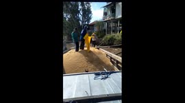 The men use shoulder transports of rice bags weighing over 100kg into the boat