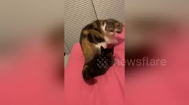 Furious feline beats down innocent kitten after thinking it grabbed its tail