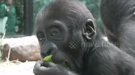 Time to get in shape! Adorable baby gorilla happily munches on leaf at zoo in the Netherlands
