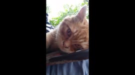 a cat shows a sluggish face and forbids himself to be recorded when on the owner's lap