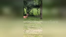 Oh deer: baby deer hilariously fails to hop fence in Ohio backyard