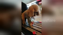 Smart poodle in China manages to open water bottle by himself