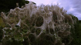 Spooky cobwebs blanket hedges in 'not-so-cozy' English countryside
