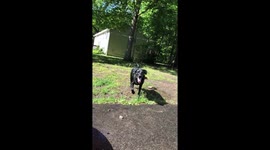Slow mo of puppy playing in hose