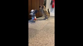 Stop kitten around mom! Adorable kitten playfully defends carpet from her parent, a parrot