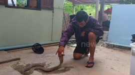 Talented snake charmer brings wild cobra under control with his bare hands