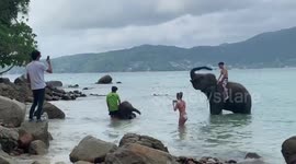 Shocking moment tour guide pins baby elephant down into the sea for tourist to take picture
