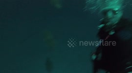 Great white shark shocks US divers during spearfishing trip off Alabama's Gulf Coast