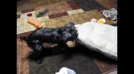 Jezebel, a Silver Morkie is fucking a cushion.