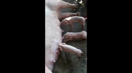 Mother pig and seven piglets.