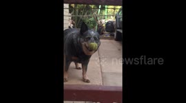 UK pup headbangs to try and remove tennis ball stuck on its nose