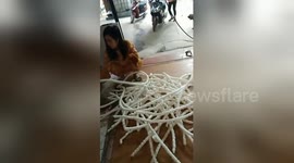 Newsflare Edit - Women squeeze out 100-feet-length of rice crackers in Vietnam