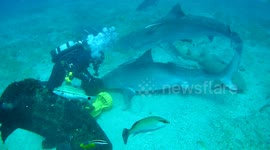 Shark bites another shark over feeding territory off Florida's coast