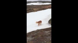 Rolling in the snow