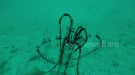 Feather starfish