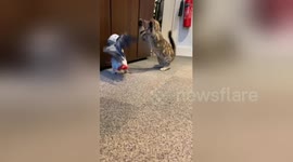 Stop kitten around mom! Adorable kitten playfully defends carpet from her parent, a parrot
