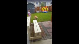 When dog will only listen to owner