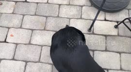 Smart Doggo begs to bodyboard