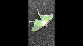 Rare Luna Moth