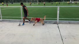 Franz Bark-enbauer: golden retriever is a dogged defender