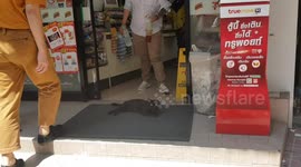 Cool cat chills in front of store's AC on 100 degree day in Thailand