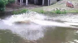 Hippos dive into pond to cool off from scorching heat at Thai zoo