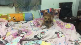Doggy Doesn't Want To Sleep