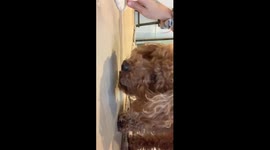 My dog made weird noises and something disgusting happened after