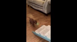 Tiny sausage dog uses steps to bring ball on sofa