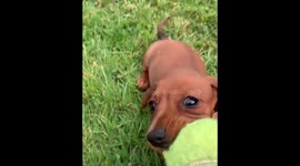 Adorable sausage dog learns how to play fetch with giant tennis ball