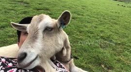 'Who's man's best friend?' Goat shows lots of love to his human