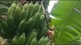 a frog tries to break away from the bite of a snake leaf on a banana tree