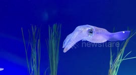 Cute cuttlefish at Monterey Bay Aquarium