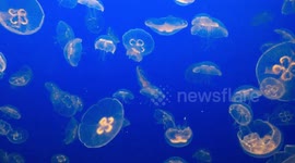 Medusa at the Monterey Bay Aquarium