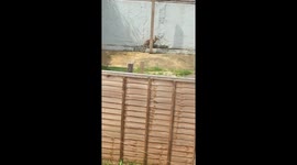 Fox trapped in garden injured