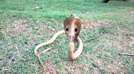 Snake-catcher pulls deadly king cobra from motor scooter