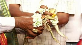 Frogs get married to appease rain god in southern India (Long version)